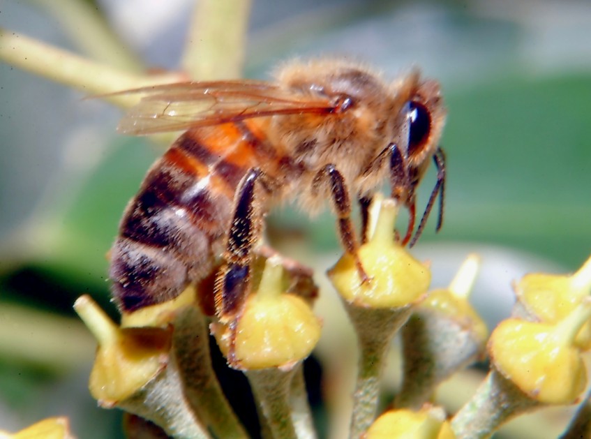 Le foto con il nuovo flash